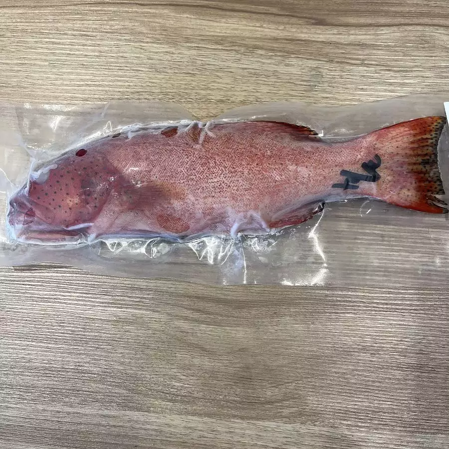 野生紅條魚